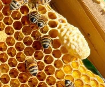 屋外のオブジェ, 巣蜜, テーブル, 食品 が含まれている画像 
自動的に生成された説明