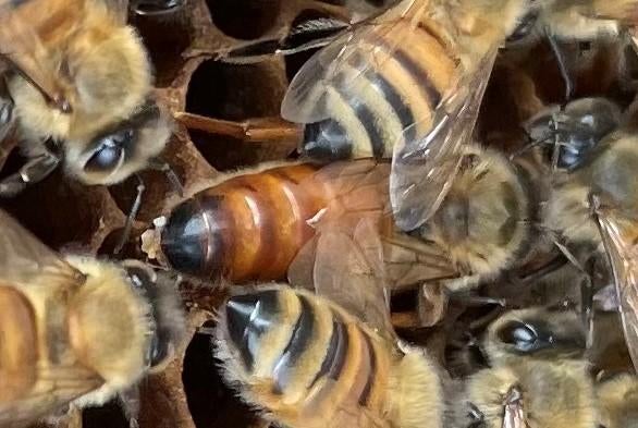 木の枝 
中程度の精度で自動的に生成された説明