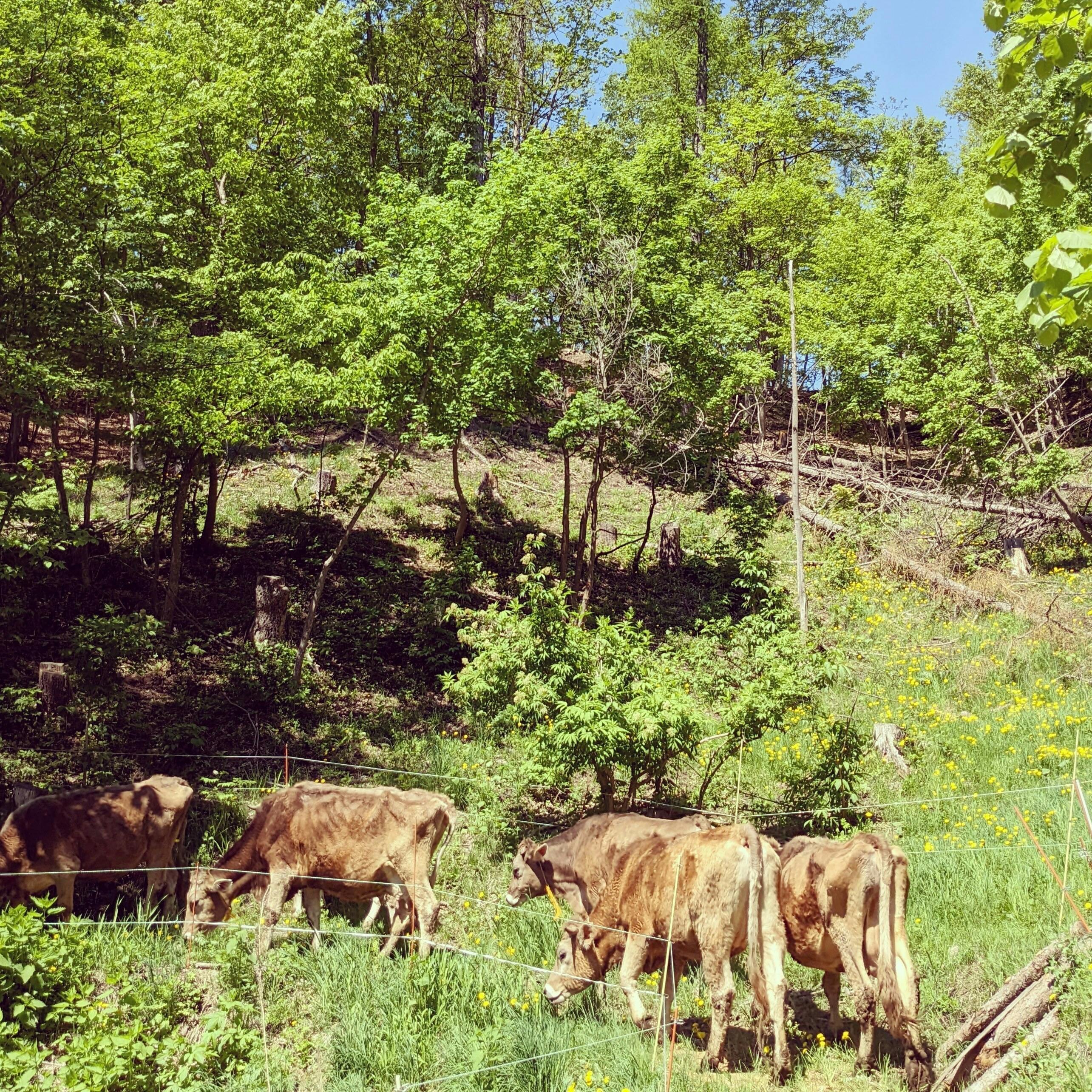 森林放牧と草だけで育ったブラウンスイス牛のお肉を食べてください！ - CAMPFIRE (キャンプファイヤー)