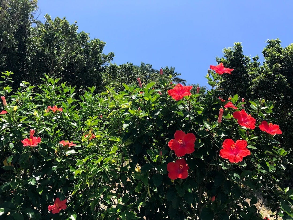 咲き乱れる赤いハイビスカス