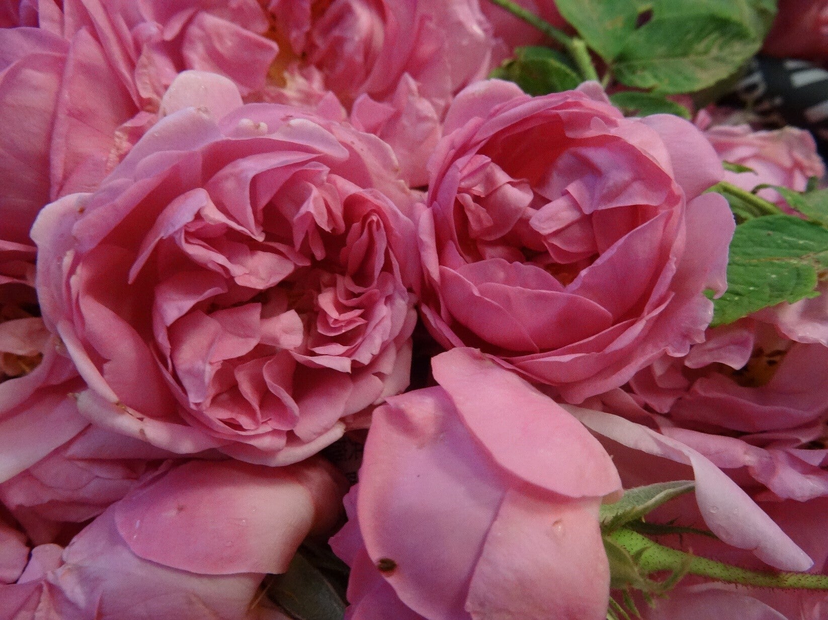 佐賀から全国、世界へ 佐賀を薔薇であふれる街にしたい！～幸せな時間
