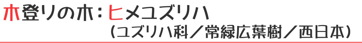 木登りの木:ヒメユズリハ(ツツジ科/落葉広葉樹/北アメリカ)