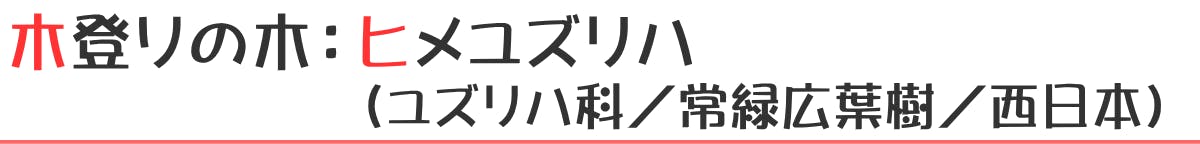 木登りの木：ヒメユズリハ（ツツジ科／落葉広葉樹／北アメリカ）