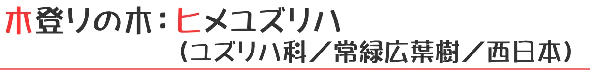 木登りの木:ヒメユズリハ(ツツジ科/落葉広葉樹/北アメリカ)