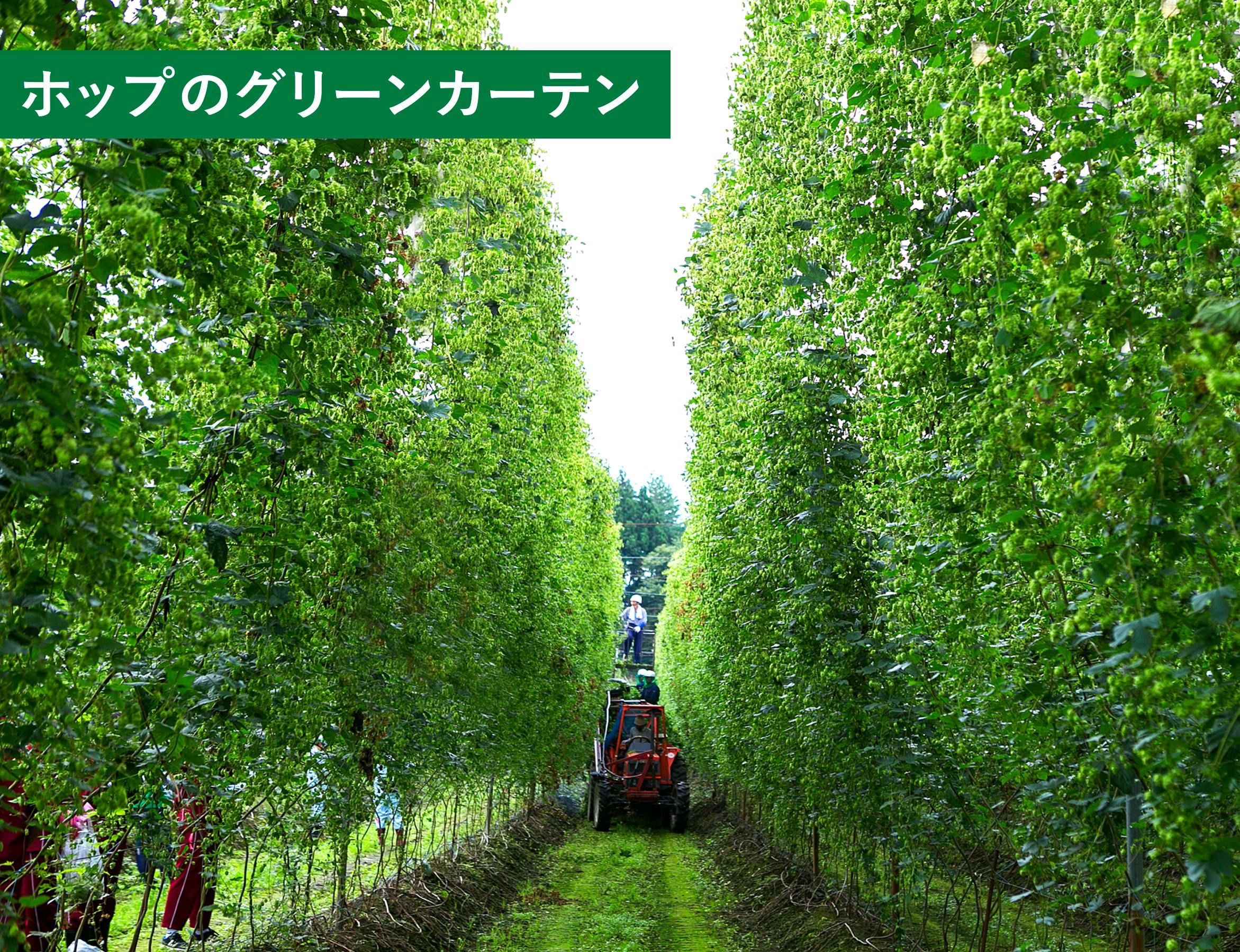 ビールの魂 ホップ の収穫を祝って遠野ホップ収穫祭を盛り上げよう Campfire キャンプファイヤー ビールの魂 ホップ の収穫を祝って遠野ホップ収穫祭を盛り上げよう Campfire キャンプファイヤー