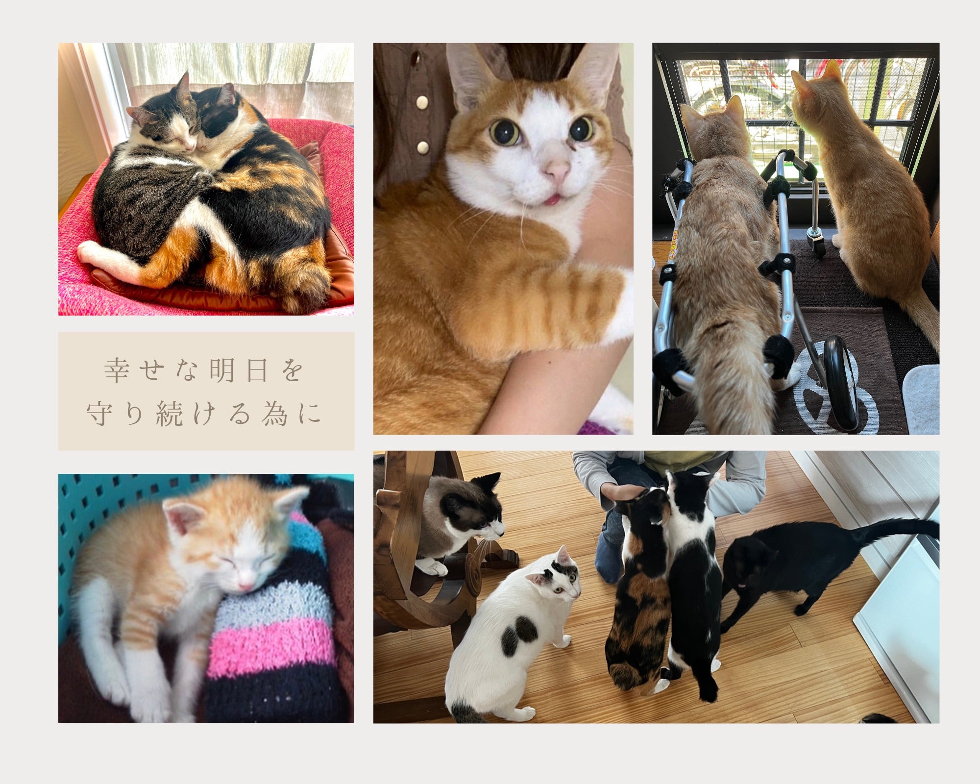 保護猫施設 カフェのオープンにご協力お願いいたします Campfire キャンプファイヤー 保護猫施設 カフェのオープンにご協力お願いいたします Campfire キャンプファイヤー