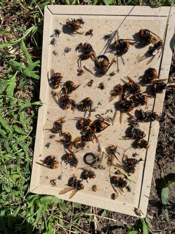 木 が含まれている画像 
自動的に生成された説明