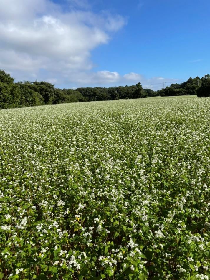 屋外, 草, フィールド, グリーン が含まれている画像 
自動的に生成された説明