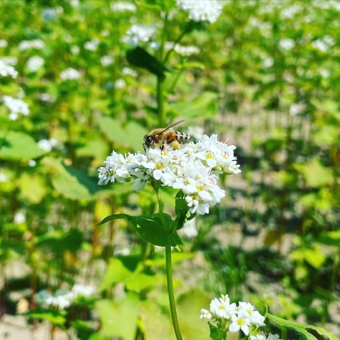 花が咲いている植物 
自動的に生成された説明