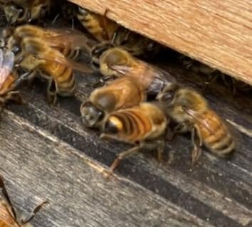 木製床の上にいる昆虫 
中程度の精度で自動的に生成された説明