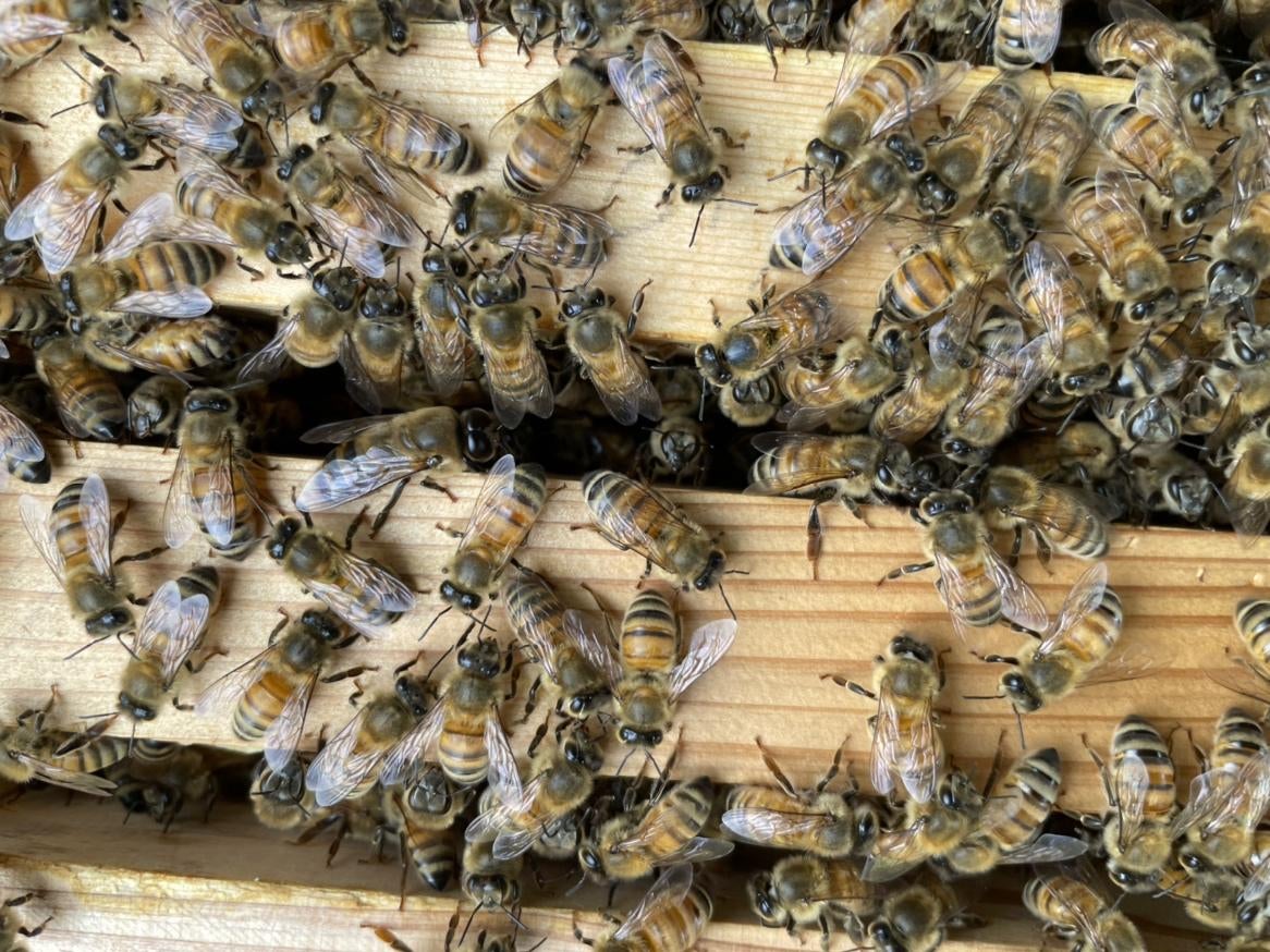 屋外のオブジェ, 巣蜜, 食品, 大きい が含まれている画像 
自動的に生成された説明