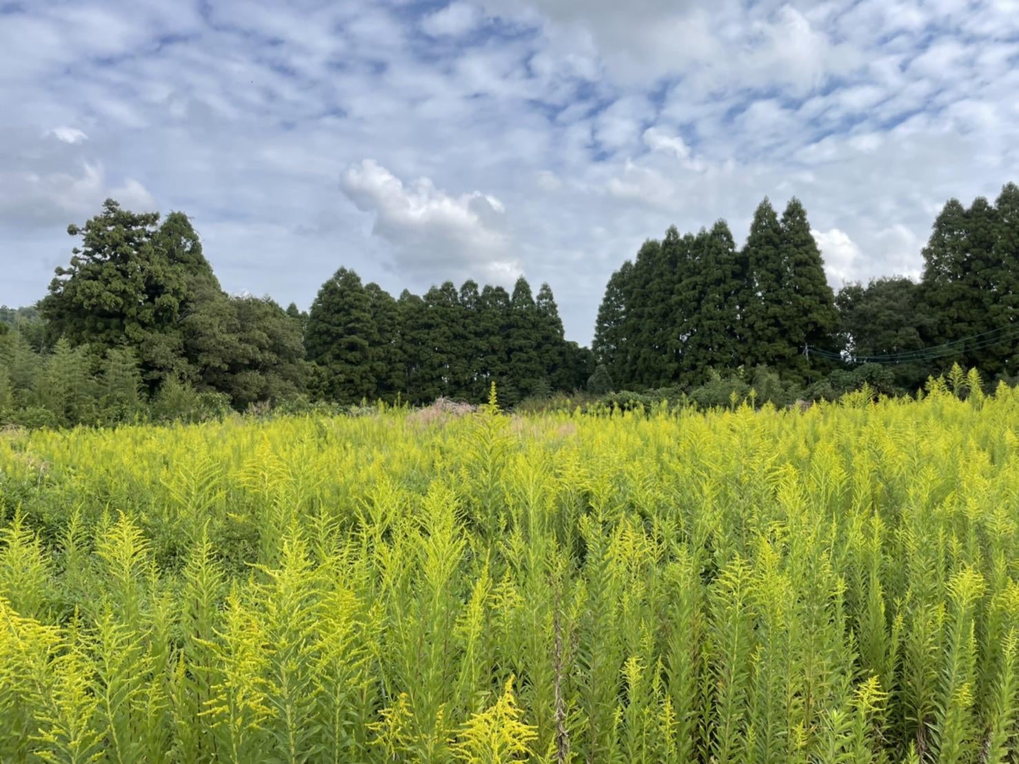 屋外, 草, フィールド, 立つ が含まれている画像 
自動的に生成された説明