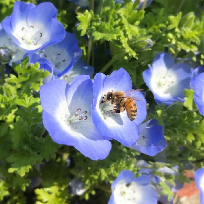 紫の花
自動的に生成された説明