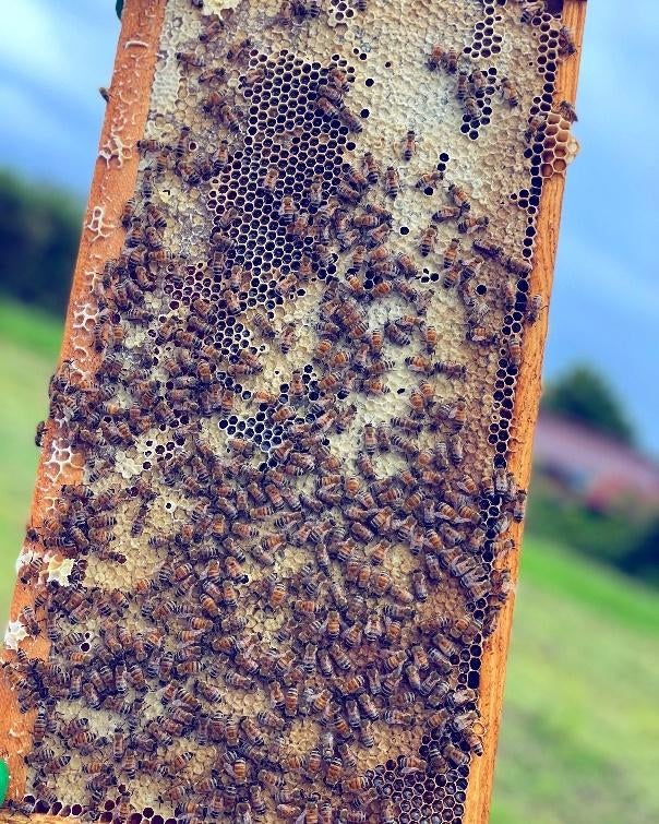 屋外, 草, 作品, 手 が含まれている画像
自動的に生成された説明