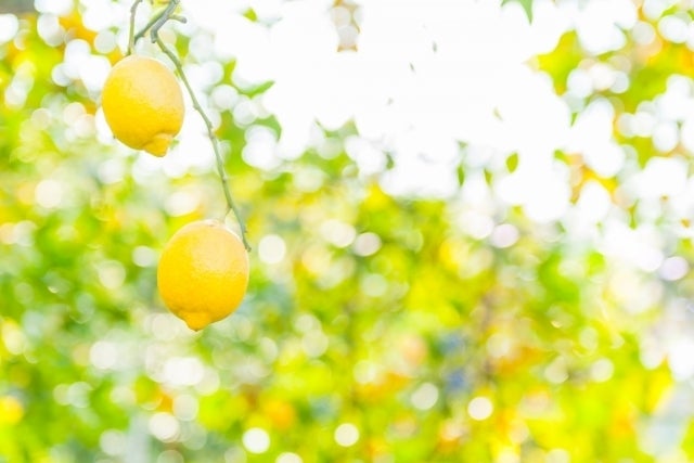 レモン 香り フレッシュ