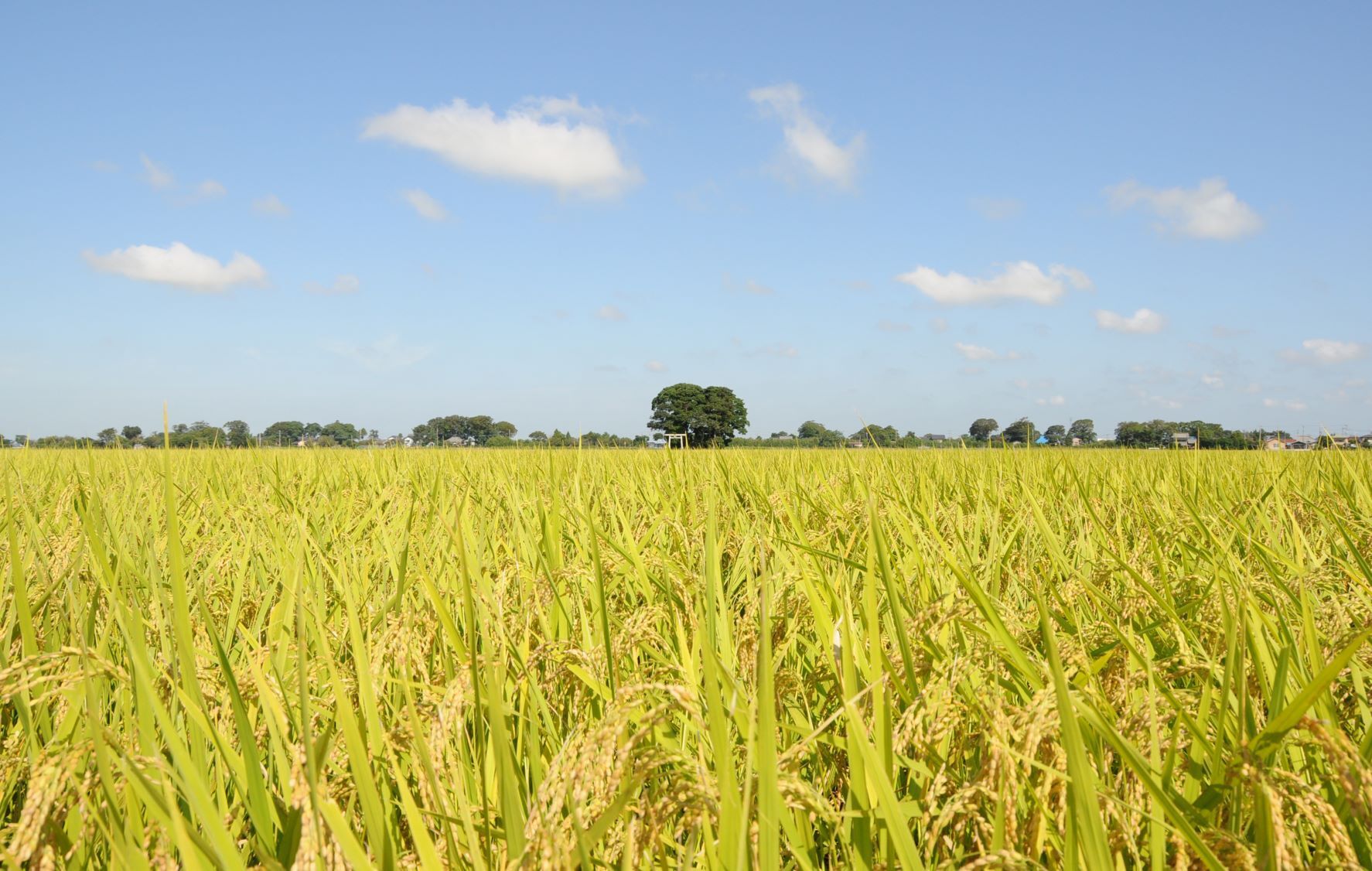 河内町市役所　ご提供