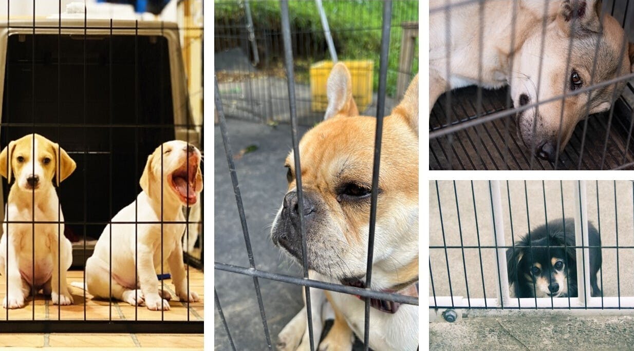 殺処分ゼロの社会を目指して 動物病院内に保護猫の活動空間キャットランを作りたい Campfire キャンプファイヤー 殺処分ゼロの社会を目指して 動物病院内に保護猫の活動空間キャットランを作りたい Campfire キャンプファイヤー