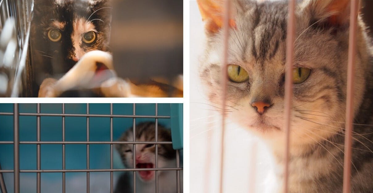 殺処分ゼロの社会を目指して 動物病院内に保護猫の活動空間キャットランを作りたい Campfire キャンプファイヤー 殺処分ゼロの社会を目指して 動物病院内に保護猫の活動空間キャットランを作りたい Campfire キャンプファイヤー