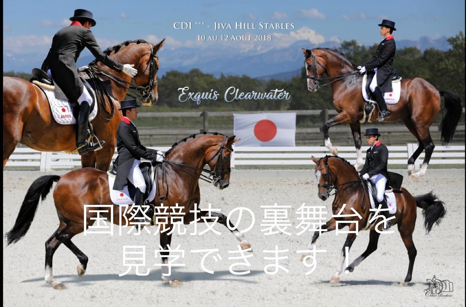 乗馬　馬術／総合鞍　HARRISONBROWN16.5インチ Amazon.co.jp: 乗馬用総合鞍H-B ハリソンブラウン Windsor : スポーツ