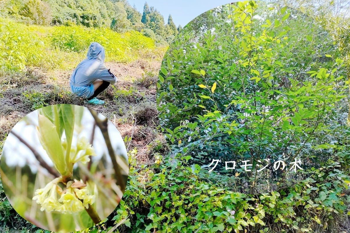 荒廃した祖父が拓いた農地を再生してクロモジの木を植え、新たな島根の特産にしたい！