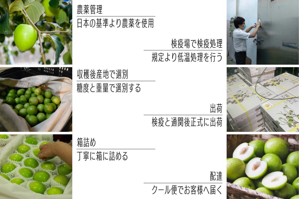 台湾直送｜台灣蜜棗｜台湾ナツメ｜先行予約｜FRUCENT - CAMPFIRE 