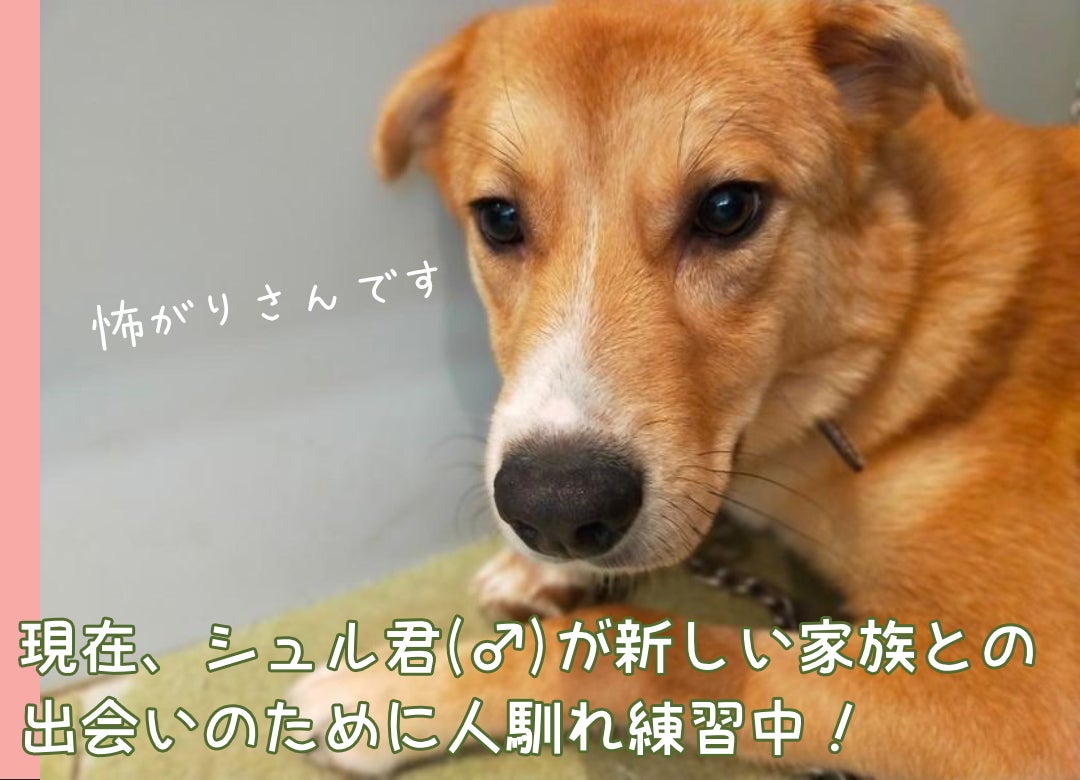 愛犬用「自家製生食パン」をご購入で保護犬活動をご支援ください