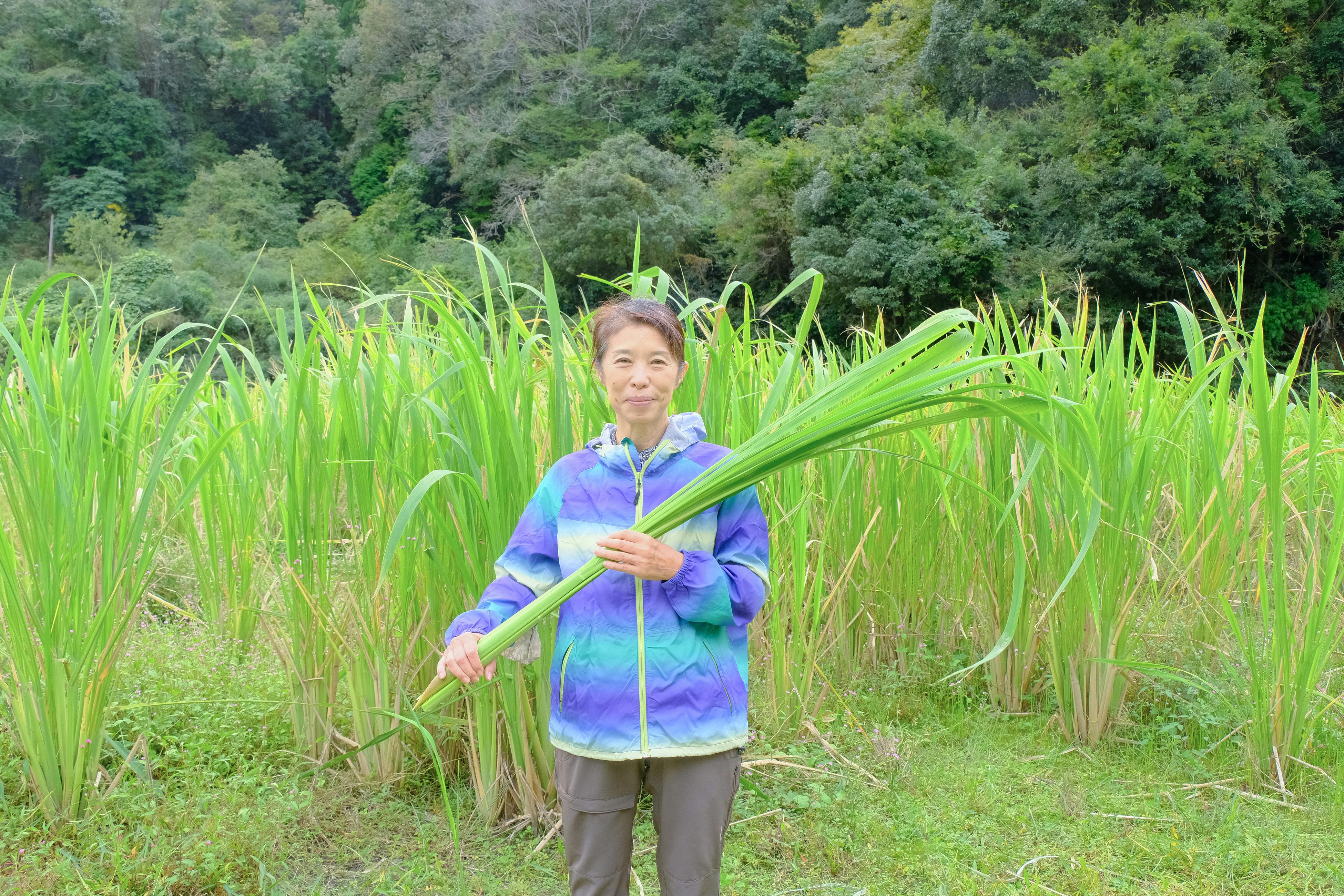 真菰(マコモ)座 １つ-