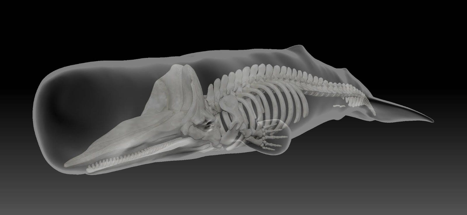 鯨骨 クジラ骨 重さ 約4.2kg 長さ52㎝ 室戸岬の海岸