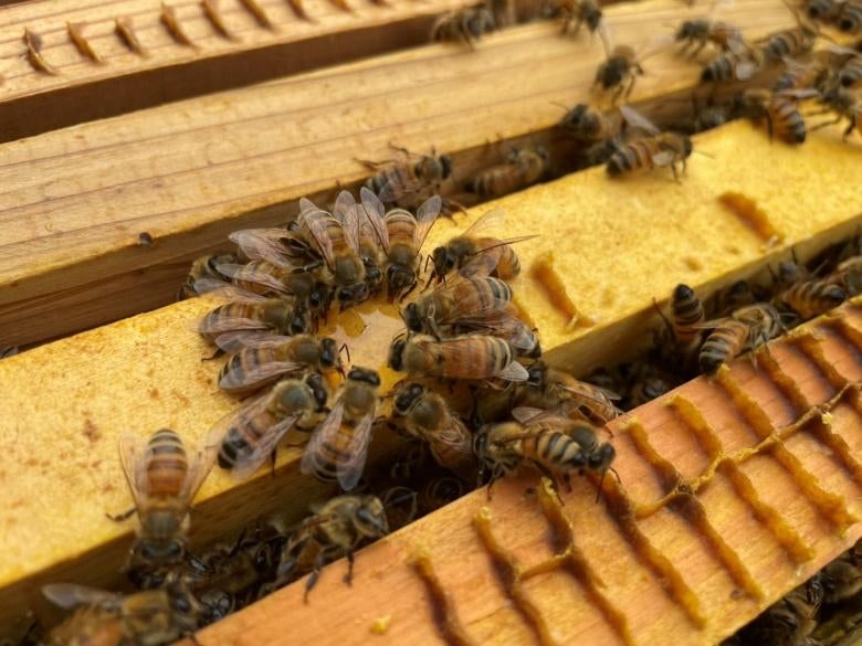 木製, 巣蜜, 木材, 座る が含まれている画像 
自動的に生成された説明