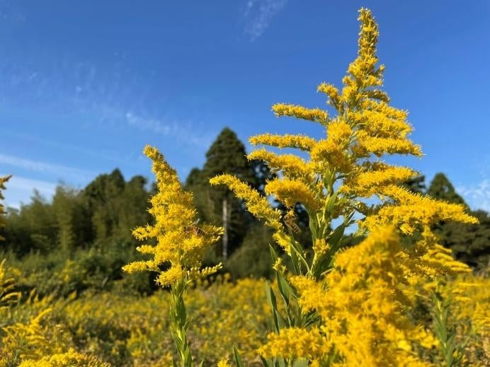 花の平野 
中程度の精度で自動的に生成された説明