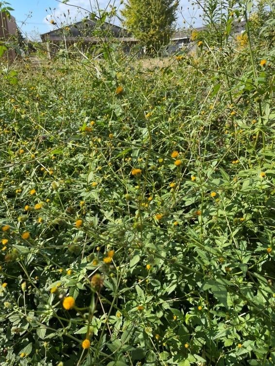 草の上に置かれたオレンジ 
低い精度で自動的に生成された説明