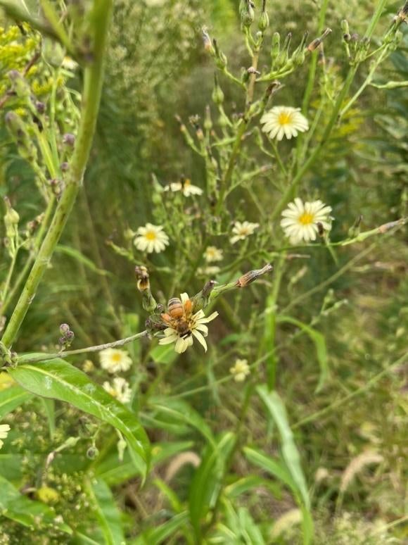 草の上にいる白い花 
自動的に生成された説明