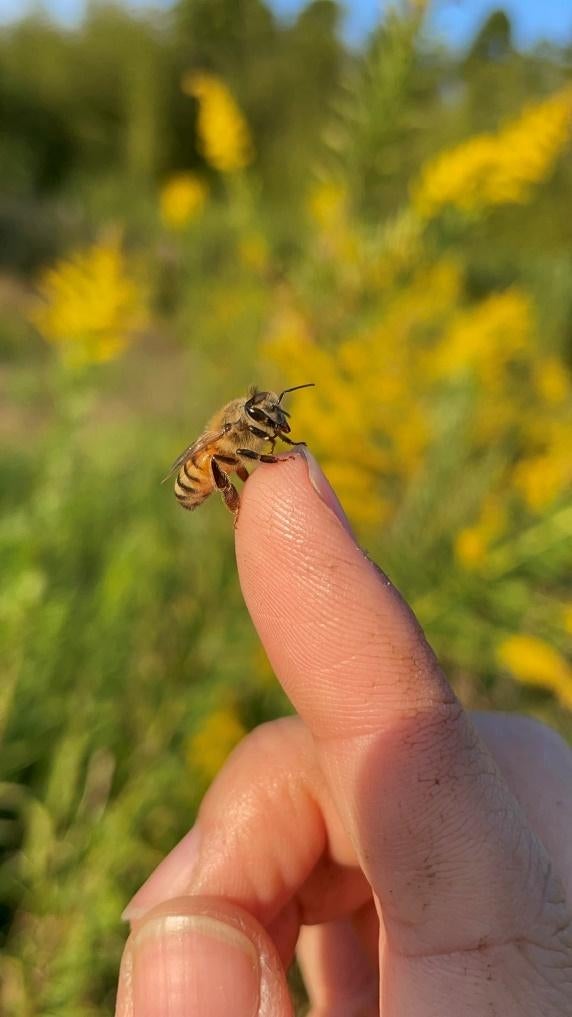 草, 屋外, 花, 持つ が含まれている画像 
自動的に生成された説明