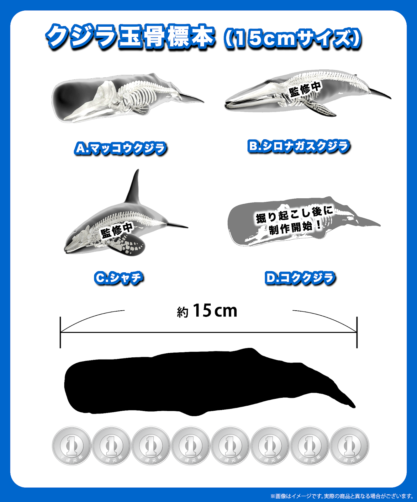 骨格標本　イルカ　頭骨　海棲哺乳類　極めて希少 骨格標本 海生哺乳類 クジラ類 イルカ 自然白骨化 極めて希少 大(成体