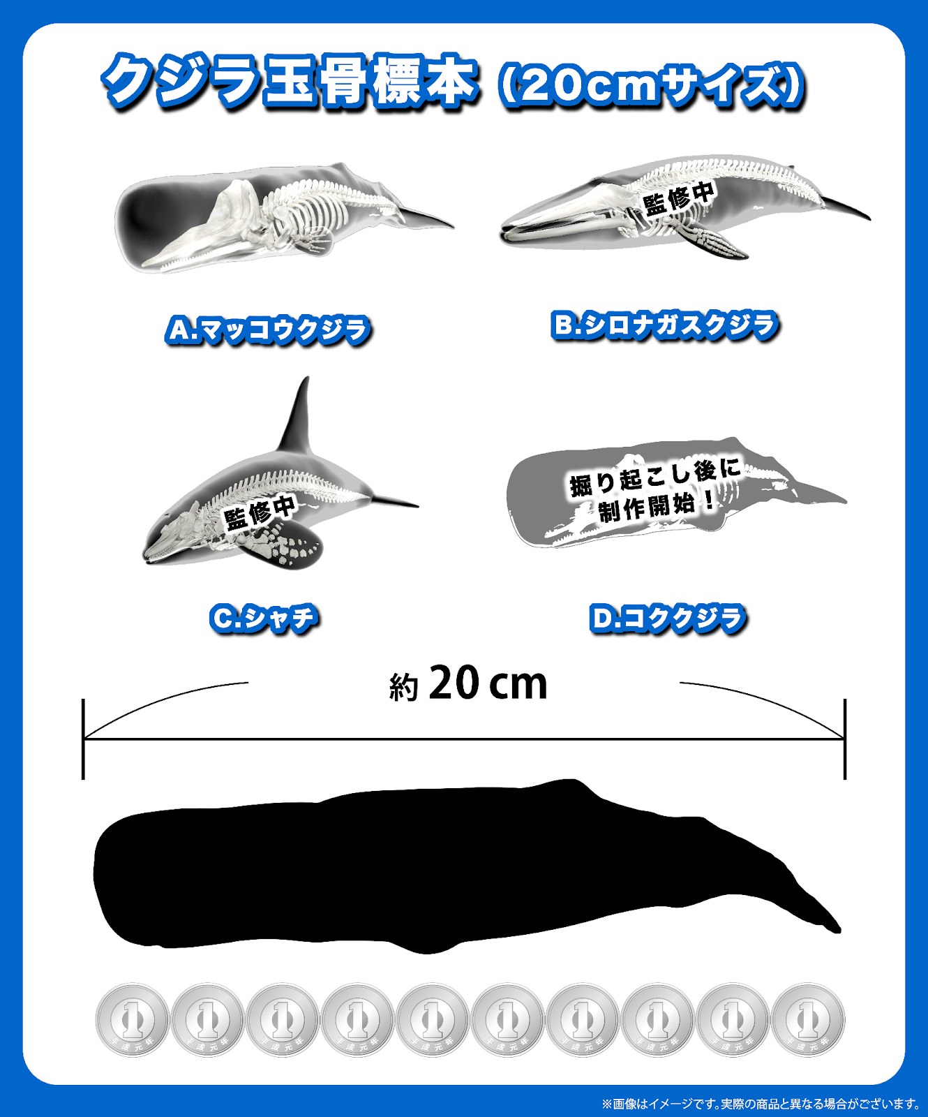穴無し！【マッコウクジラの歯 39.3g】抹香 鯨 クジラ 歯 牙 印材 印材
