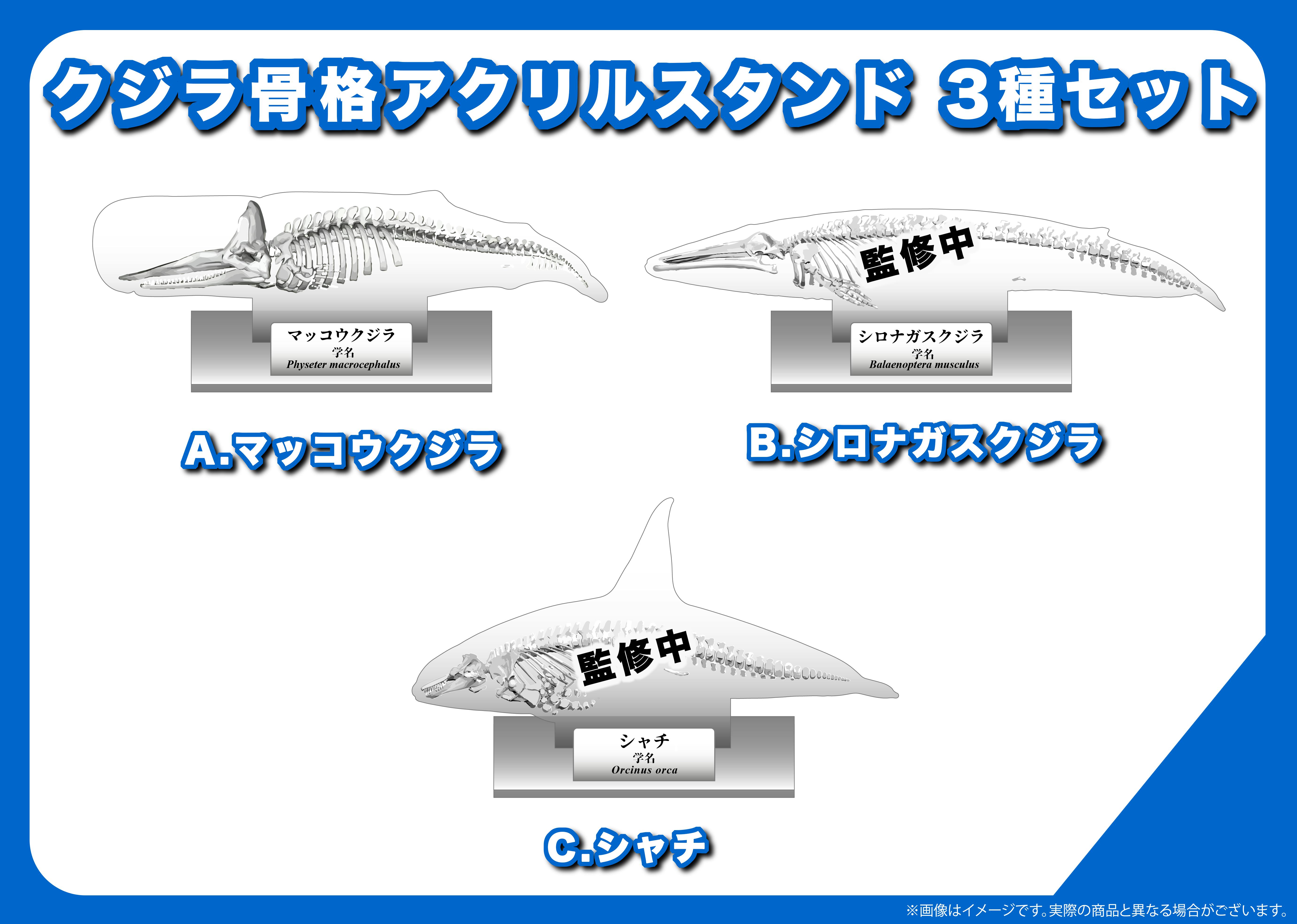 最新の3D技術を使って世界的に希少な“コククジラ”の骨格標本を後世に残したい！ - CAMPFIRE (キャンプファイヤー)