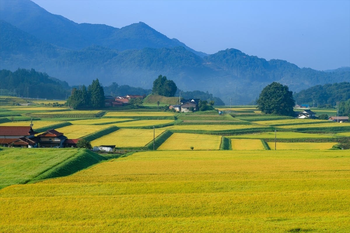 三河内_棚田風景