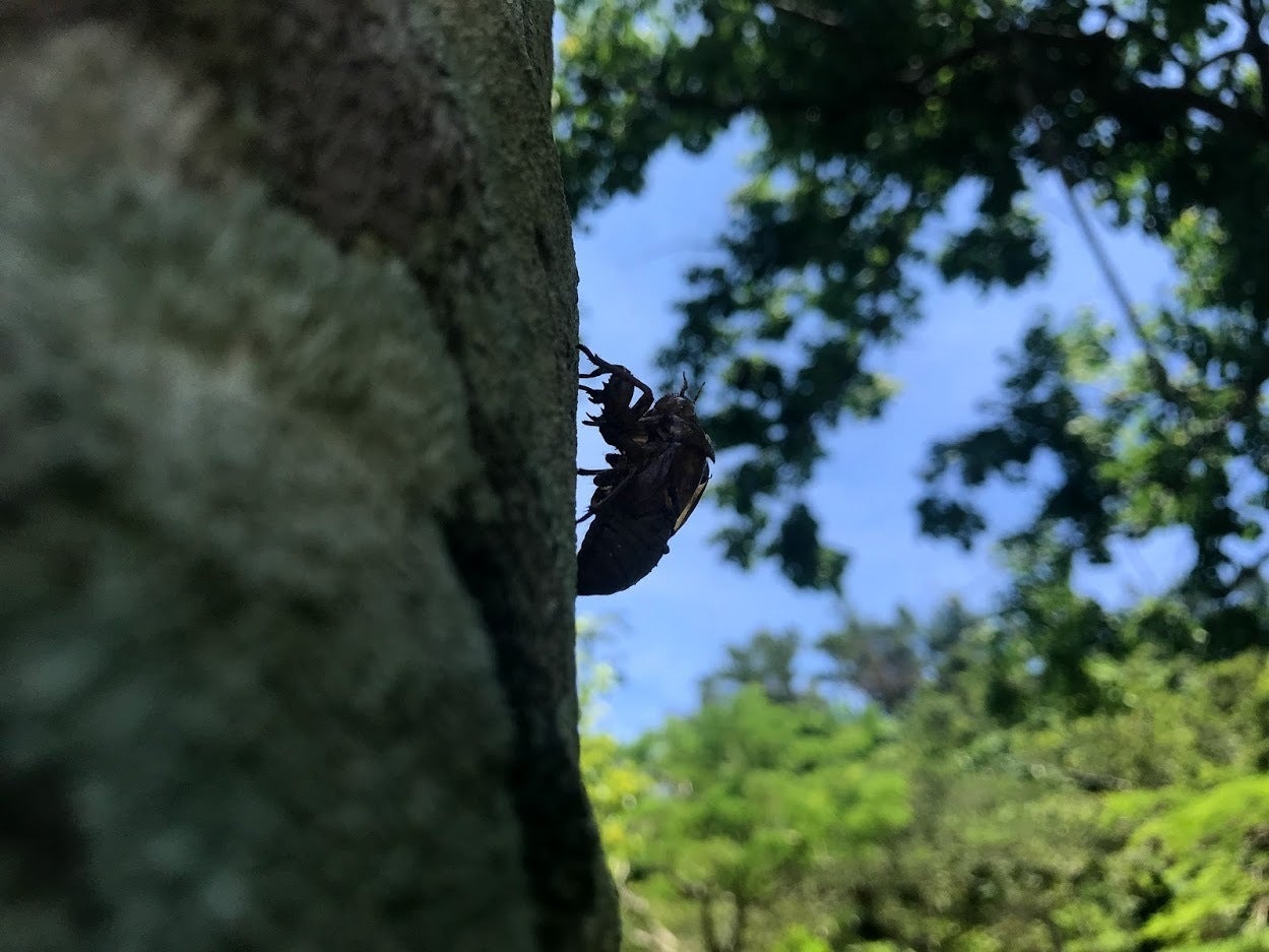 夏の風物詩セミの抜け殻