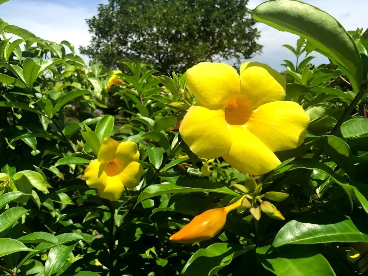 黄色の花が可愛らしいアラマンダ
