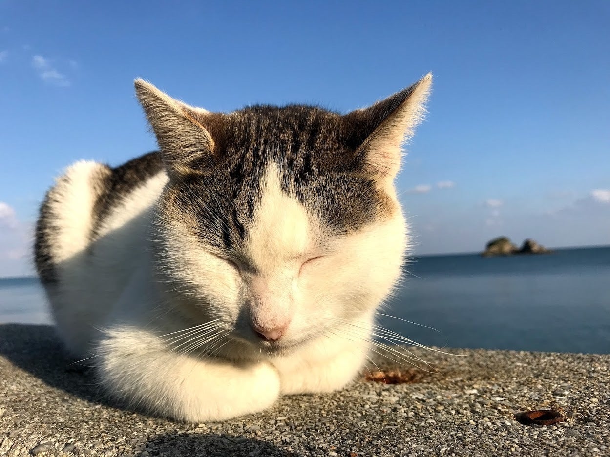 海中道路に住む野良ニャンコ