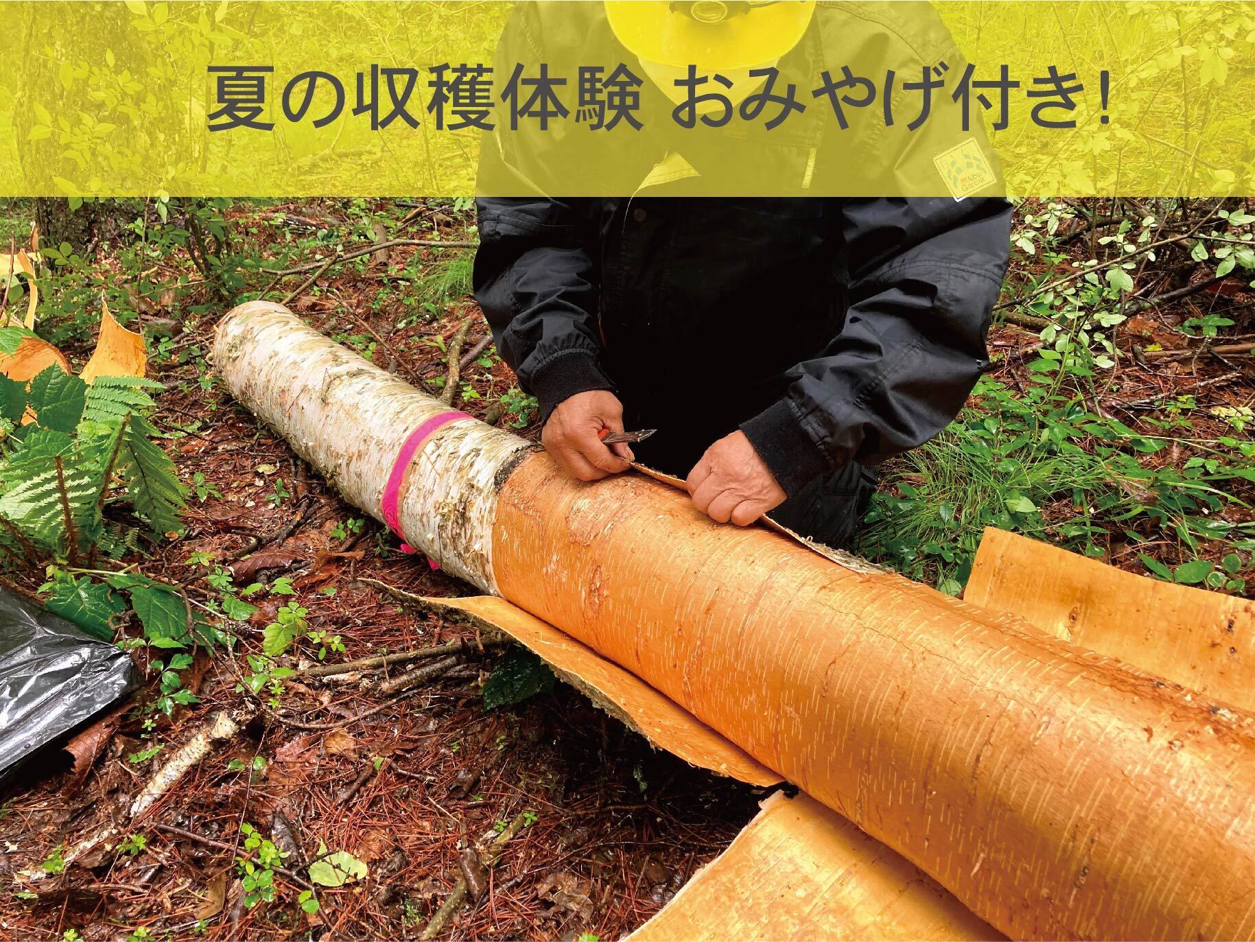 信州白樺高原の美しい森を未来へ。天然の葉でつくった白樺茶を特産品に