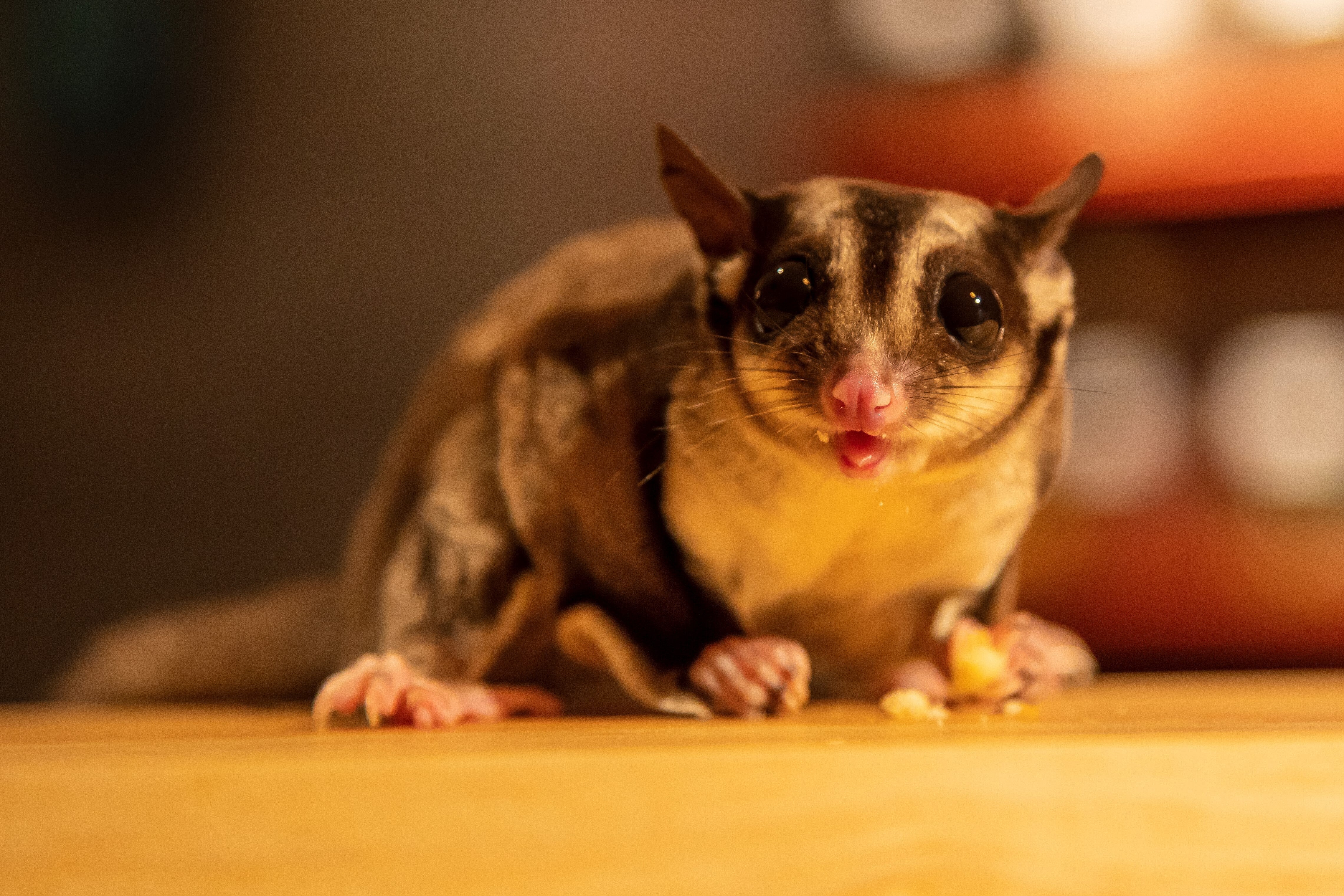 フクロモモンガのミミ店長