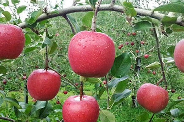 2023年5月オープン予定！りんご園にジビエ専門のバーベキュー場を作りたい！