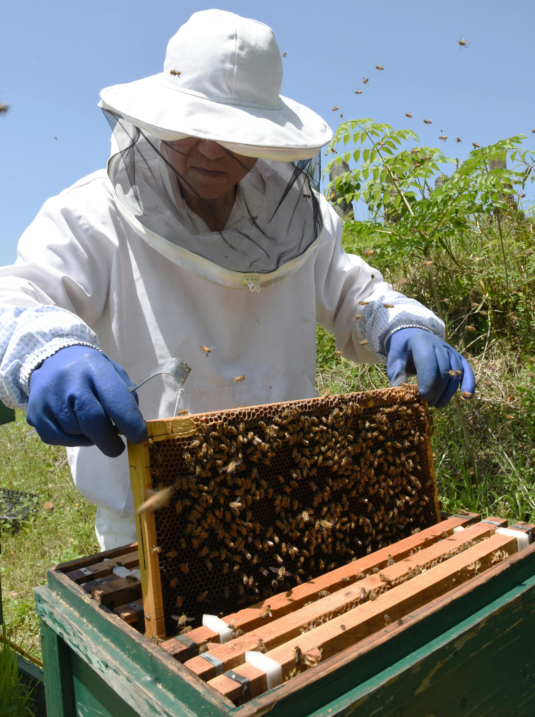 純粋日本蜜蜂蜜蝋 ニホンミツバチ ミツロウ 約50g 自家製 - その他