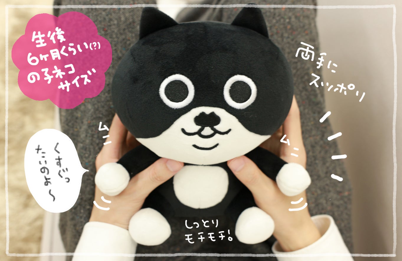 ちょびヒゲ「クロちゃん」のぬいぐるみプロジェクト！ - CAMPFIRE