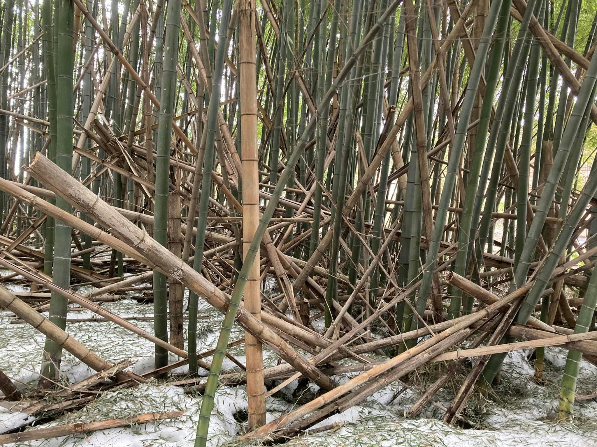 竹チップを使って育てた豊かな土壌で 自然栽培で育てた美味しく安全な野菜を届けたい Campfire キャンプファイヤー