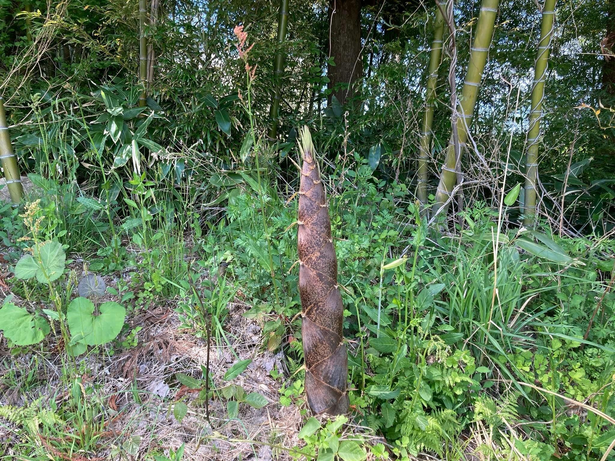 竹チップを使って育てた豊かな土壌で 自然栽培で育てた美味しく安全な野菜を届けたい Campfire キャンプファイヤー