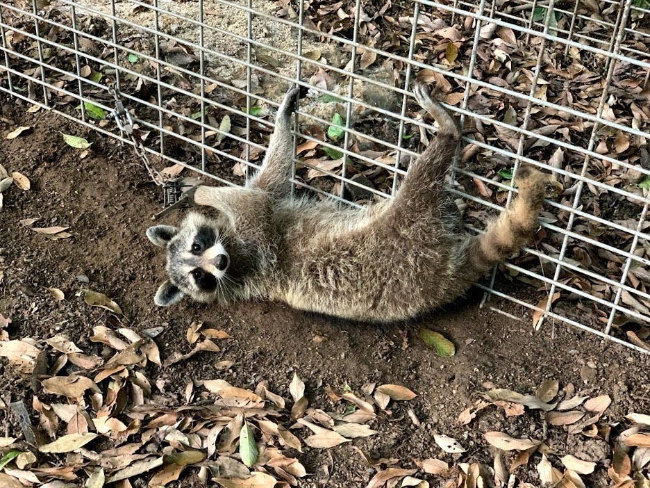 アライグマ専用捕獲機を普及させ外来種のアライグマを日本から絶滅させたい Campfire キャンプファイヤー アライグマ専用捕獲機を普及させ外来種のアライグマを日本から絶滅させたい Campfire キャンプファイヤー