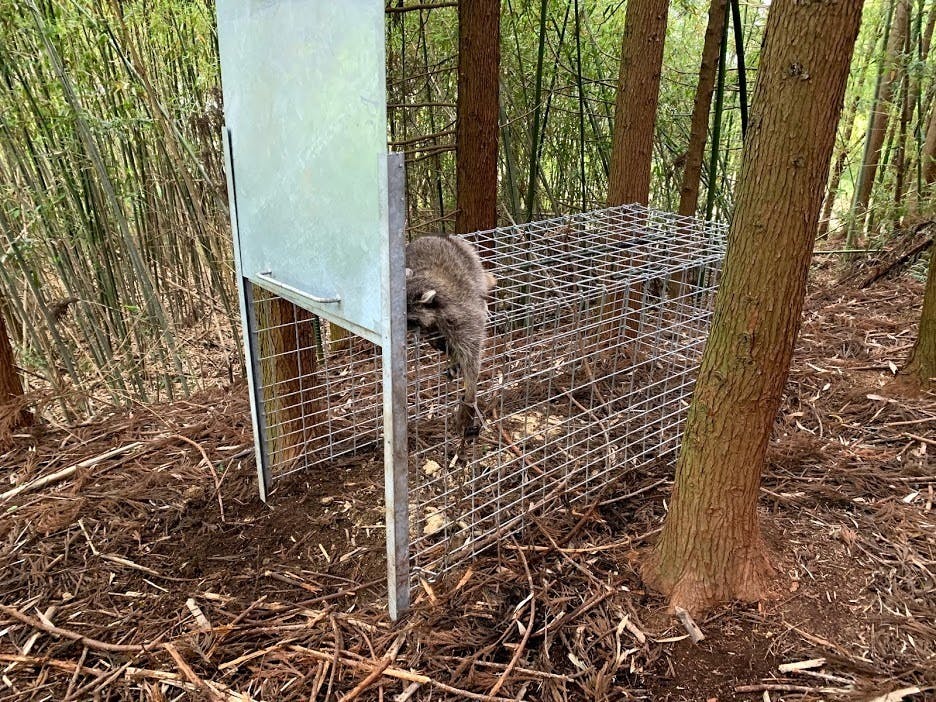 アライグマ専用捕獲機を普及させ外来種のアライグマを日本から絶滅させ