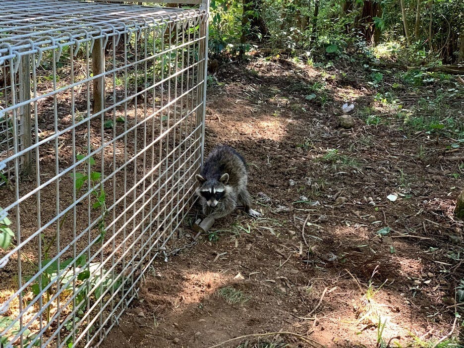 新型アラホールアライグマ専用罠 - その他